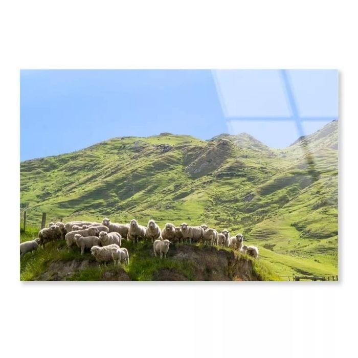 Flock Of Sheep Standing  Print 100% Australian Made 90 x 60cm  (Acrylic)