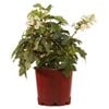 200mm Oak Leaf Hydrangea - Hydrangea quercifolia Munchkin