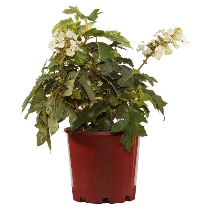 200mm Oak Leaf Hydrangea - Hydrangea quercifolia Munchkin