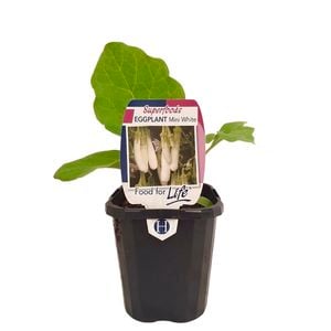 95mm Eggplant Mini White - Solanum melongena - Super Foods