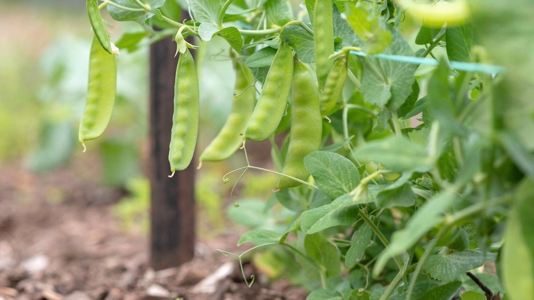 Pea plant