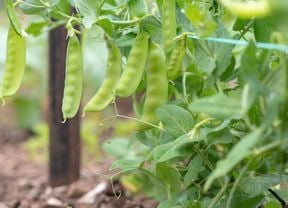 Pea plant