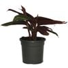 120mm Stromanthe Sanguinea - Prayer Plant / Stromanthe