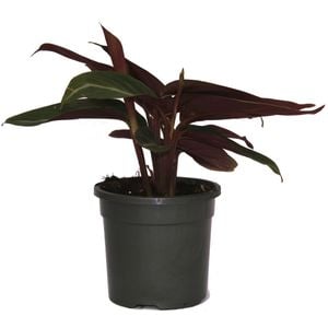 120mm Stromanthe Sanguinea - Prayer Plant / Stromanthe