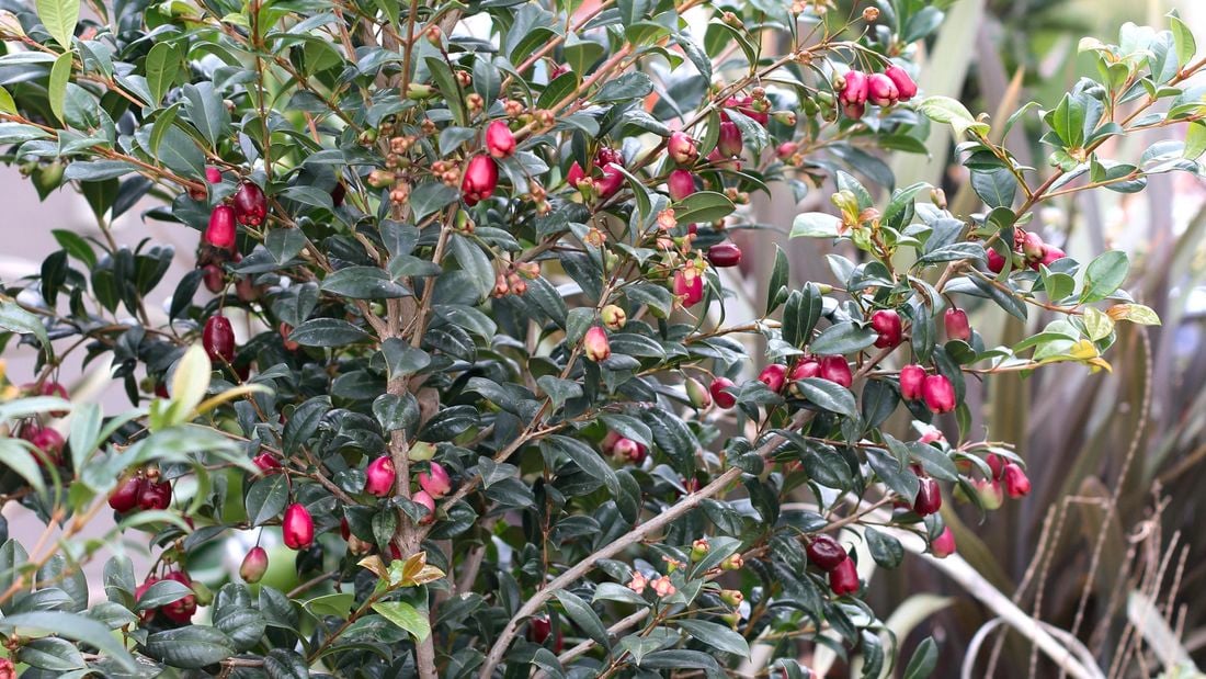 Tucker bush lilly pilly bush with pink berries