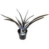 180mm Phormium Black Rage - Phormium tenax