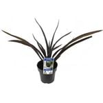 180mm Phormium Black Rage - Phormium tenax