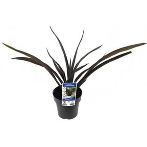 180mm Phormium Black Rage - Phormium tenax