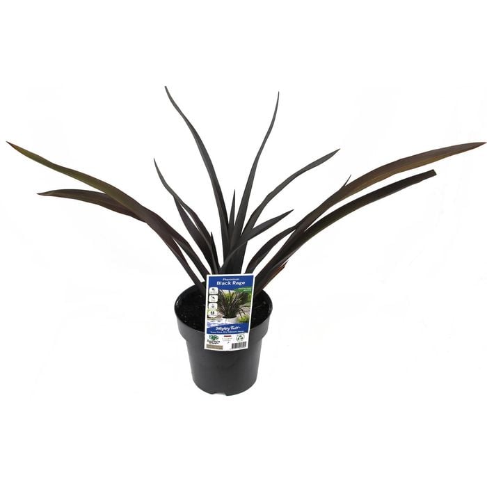 180mm Phormium Black Rage - Phormium tenax