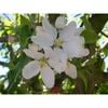 Plant Malus Jelly King  PB18