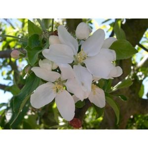Plant Malus Jelly King  PB18