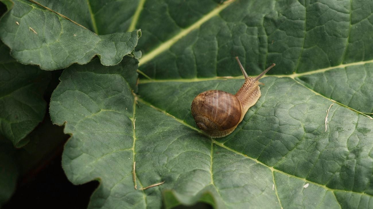 A brown snail on a large green leaf