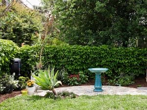 A vibrant backyard garden with a teal birdbath on paving, bordered by lawn, flower beds and hedge.