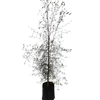 2.5L Shrubby Tororaro - Muehlenbeckia astonii