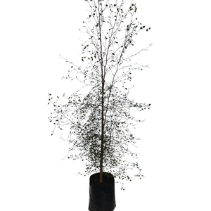 2.5L Shrubby Tororaro - Muehlenbeckia astonii