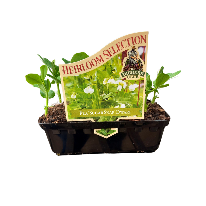 Punnet Pea 'Sugar Snap' Dwarf - Pisum Sativum