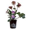 180mm Frostkiss Magico - Hellebore