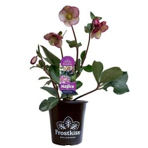 180mm Frostkiss Magico - Hellebore
