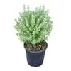 4L Coastal Rosemary Grey Box - Westringia Grey Box 