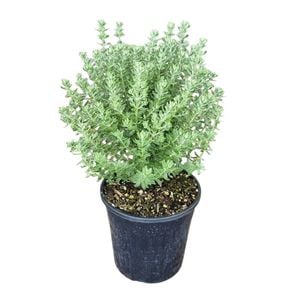 4L Coastal Rosemary Grey Box - Westringia Grey Box 
