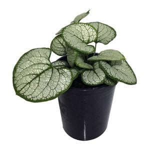 140mm Silver Heart - Brunnera marcophylla