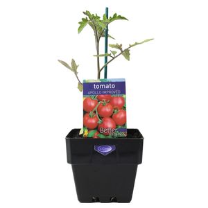 100mm Tomato Apollo - Lycopersicon esculentum