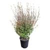 3.3L Korokio - Corokia Bronze King 