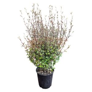 3.3L Korokio - Corokia Bronze King 