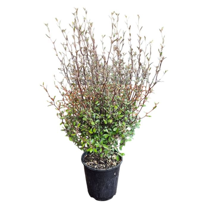 3.3L Korokio - Corokia Bronze King 