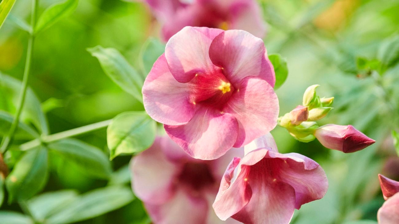 Backyard Beauties Flowering Climber Plants To Grow In Your Garden Bunnings Australia