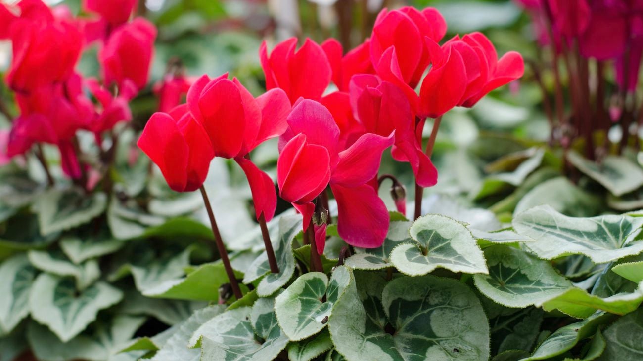 Red cyclamen flowers