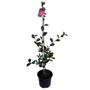 2L Camellia Hiryu - Camellia sasanqua Hiryu