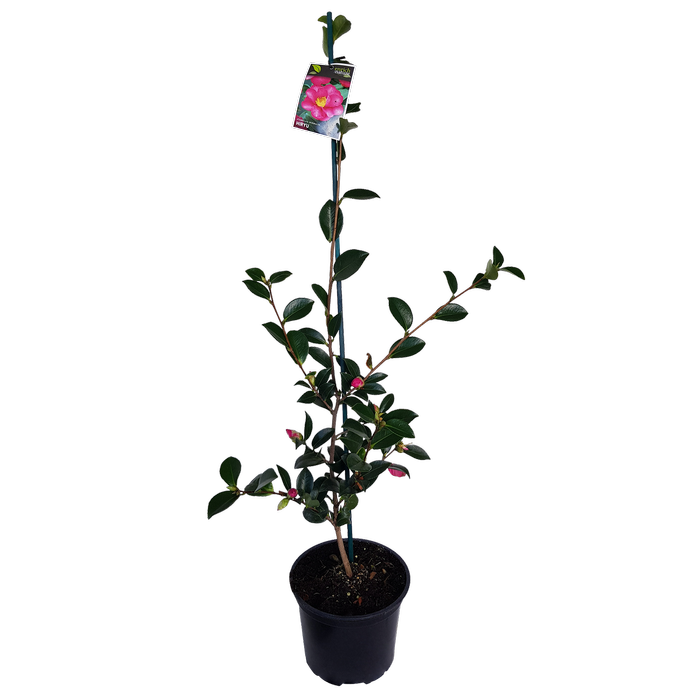 2L Camellia Hiryu - Camellia sasanqua Hiryu