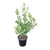 4L Koro - Pittosporum crassifolium
