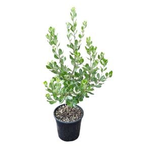 4L Koro - Pittosporum crassifolium
