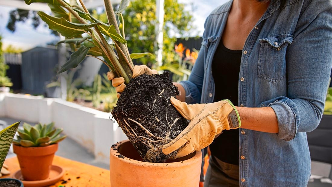 Hand potting plant in terracotta pot