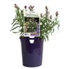 140mm Bracteantha Daisy Fields Blush