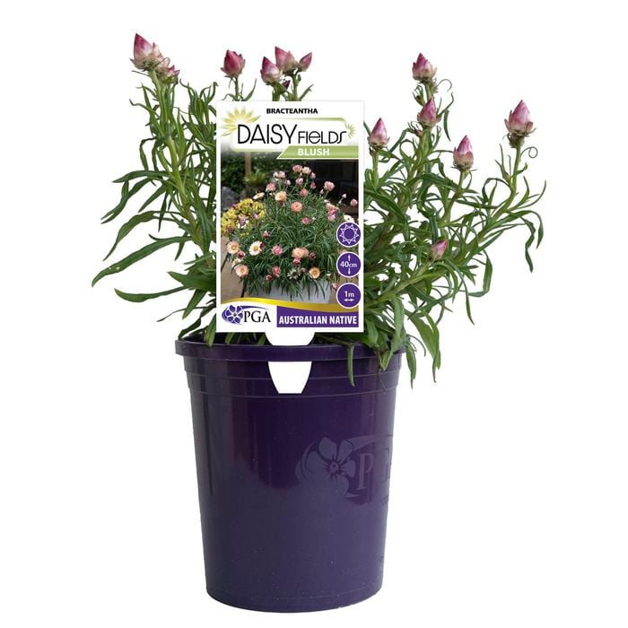 140mm Bracteantha Daisy Fields Blush