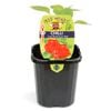 95mm Cap Mushroom Red Chilli - Capsicum chinense