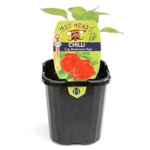 95mm Cap Mushroom Red Chilli - Capsicum chinense