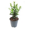 1.9L Buxus Supergreen - Buxus sempervirens