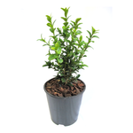 1.9L Buxus Supergreen - Buxus sempervirens