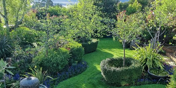  A backyard design with curved garden beds filled with green trees and manicured hedging separated by lush green grass.