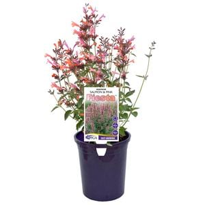 140mm Agastache Salmon & Pink Fiesta - Agastache mexicanna hybrid