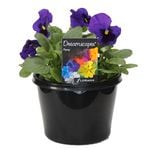 180mm Pansy Blue - Pansy x wittrockiana