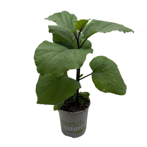 170mm Aubergine Black Droplet - Solanum melongena