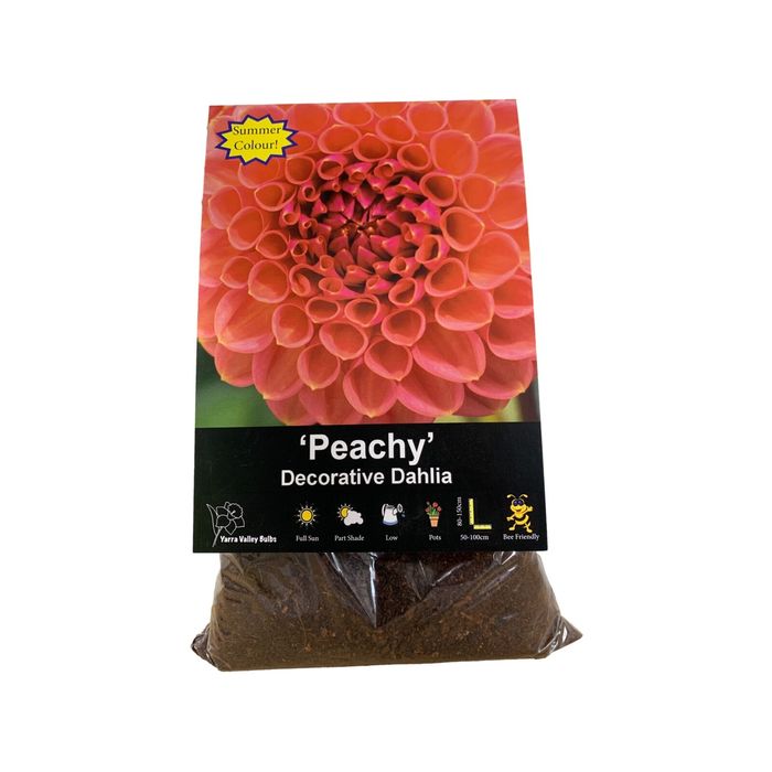 Yarra Valley Bulbs Dahlia Peachy - 1 Pack