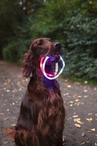 Dog holding a fluorescent toy.