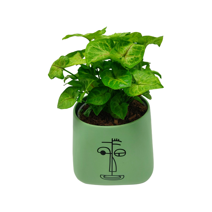 170mm Syngonium Golden Allusion in Ceramic Pot