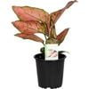 120mm Chinese Evergreen - Aglaonema Lady Valentine